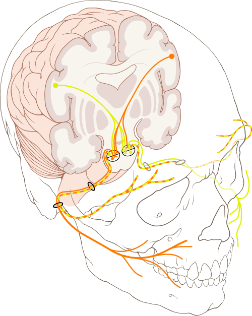 Facial nerve